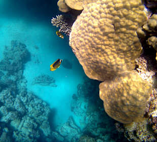 Am schönen Hausriff