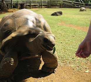 La Vanille Crocodile Farm