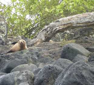 Seelöwen dösen auf den Felsen