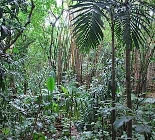 Vanille Crocodile Park