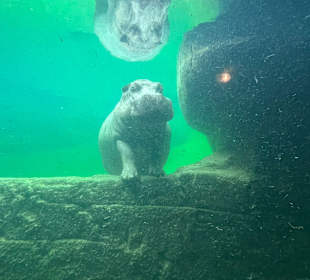 Wildlands Zoo in Emmen 