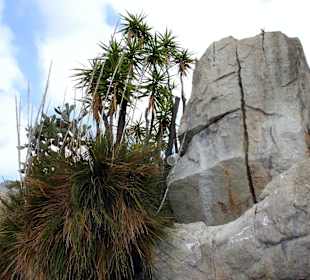 Jardin dÉxotique - Monaco