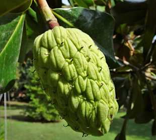 Impressionen aus dem Jardin des Plantes
