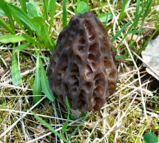 Fremdling im Tierpark