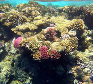 Schöne Korallen am Hausriff
