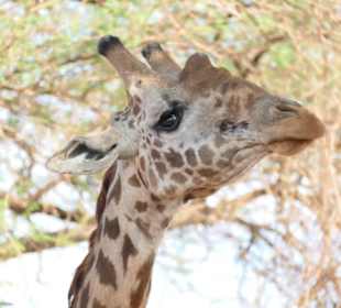 Tsavo Ost 