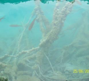 Przejżystość jeziora