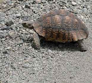 Zahlreich im Nakurugebiet