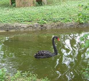 Tierpark Vogelhäusel Rauenberg