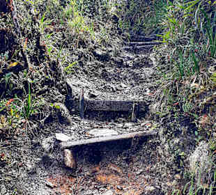 Podocarpus Nationalpark