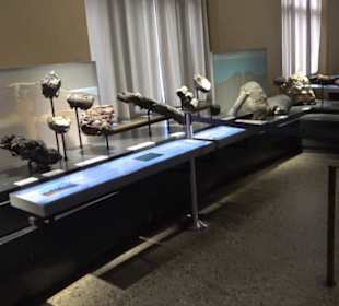 Museum für Naturkunde