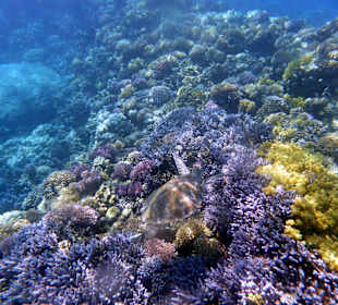 Riff Gorgonia 