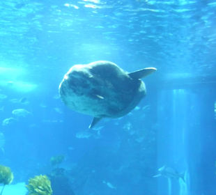 Nochmal ein Mondfisch.