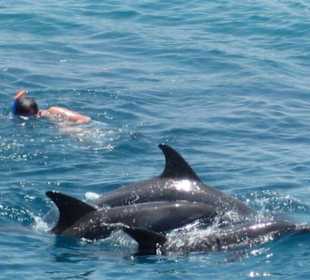 Delfine vom Boot aus