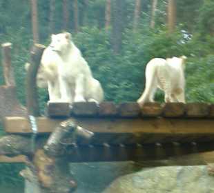 Weiße Tiger