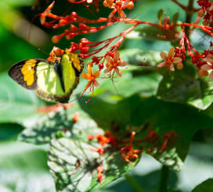 Wunderschöne Schmetterlinge