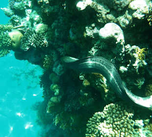 Coral reefs in the neighbor bay
