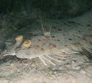 Schnorcheln Coraya Bay Marsa Alam