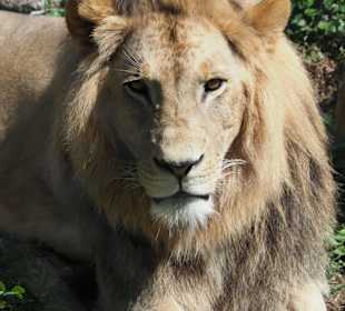 Tierwelt Herberstein