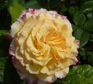 Gefüllte Rose in Gelb