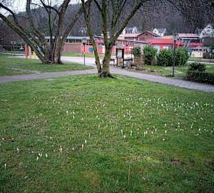 Kurpark in Bad Bergzabern