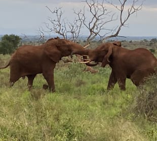 Da bleibt einem Atem stehen