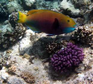 Rotmeer-Buckelkopf (Papageienfisch)