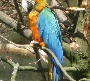 Papagei Zoo Wuppertal
