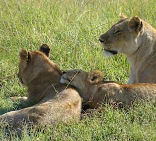 Löwen in der Masai Mara