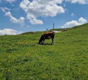 Natur auf dem Hahnenkamm