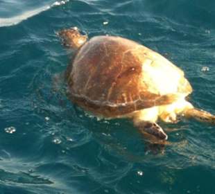 Schildkröten-Tour mit dem Katamaran
