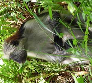 Ausflug in den Jozani National Park