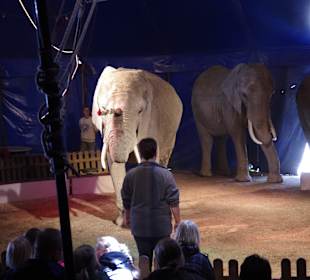 Ein Elefant mit Rose und ein Kuschelsong. Wow