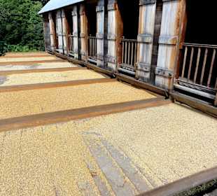 Trockenfelder für die Kaffeebohnen