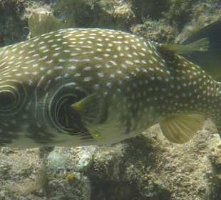 Noch kann man sie sehen