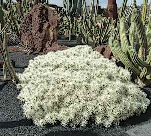 Kaktee wie aus Wolle