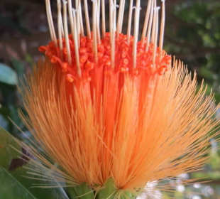 Ungewöhnliche Blüte