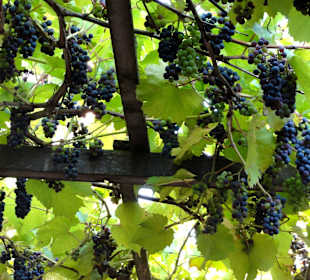 Sitzplätze unter den Weintrauben