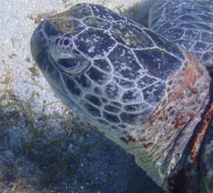 Schnorcheln Marsa Alam