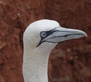 Wandern Helgoland