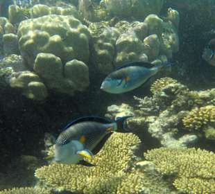 Hotelstrand, Riff, Sohal Doktorfische