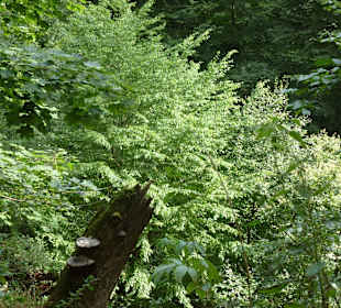 Burg Falkenstein