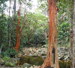 Beschilderter Dschungelpfad am Damai Beach
