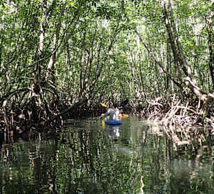 Kayakfahren in den Mangroven