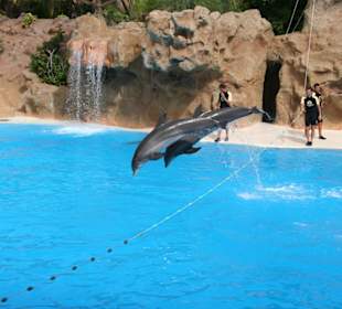 Delphin Show