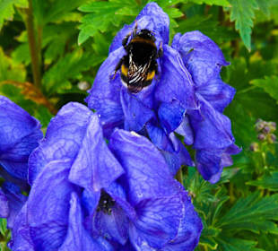 Цветы конца октября на променаде.