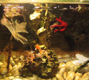 Fisch