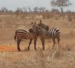 Kuschelzeit bei den Zebras