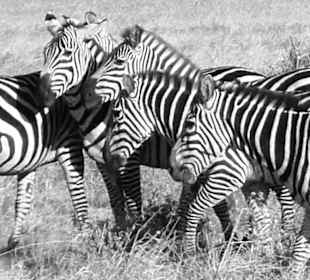 Zebras