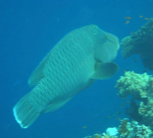 Napoleon Fisch
